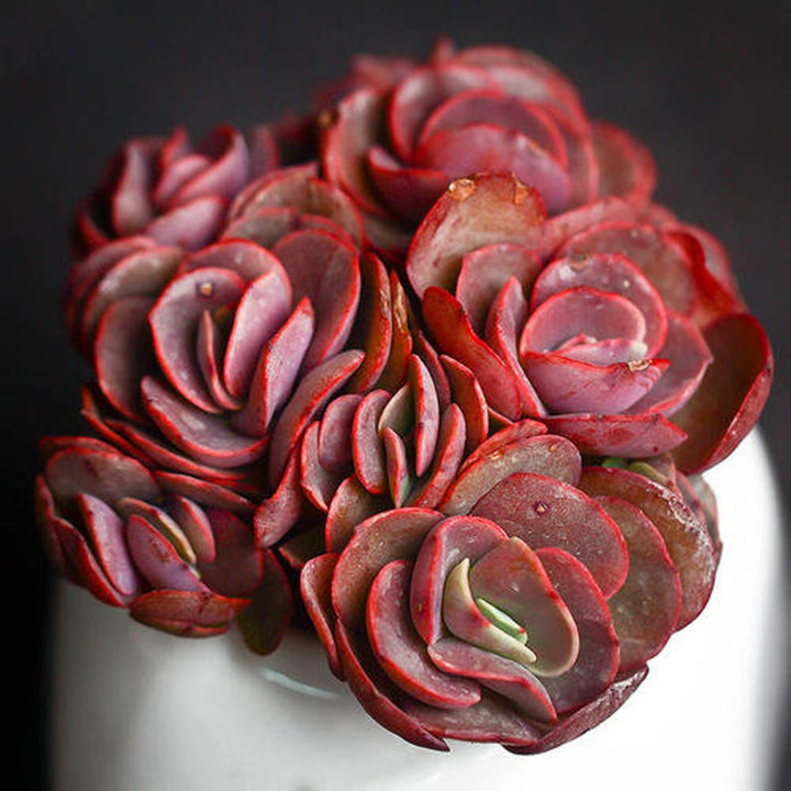 Echeveria ‘Suyon’
