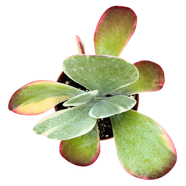 Kalanchoe Thyrsiflora Variegated (4 inch)