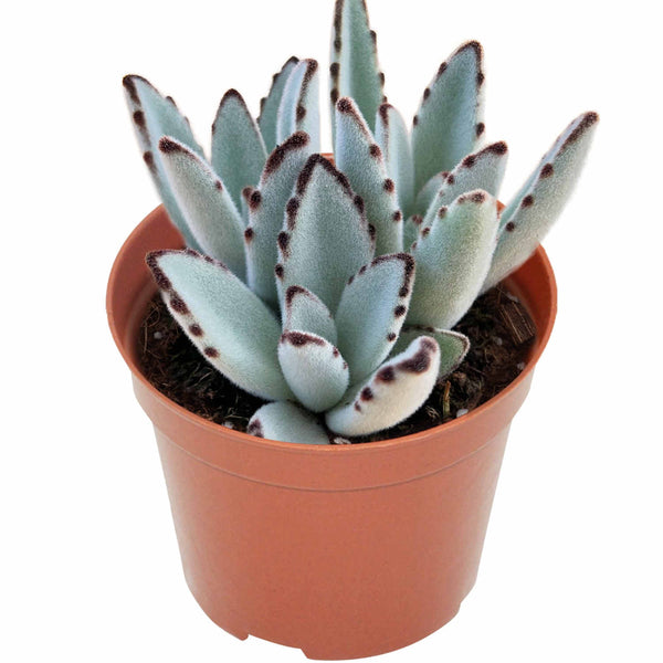 Kalanchoe tomentosa/Panda Plant (4 inch)