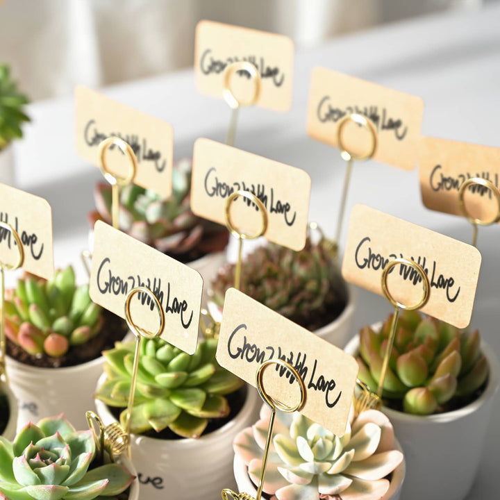 live-succulents-favors-ideas