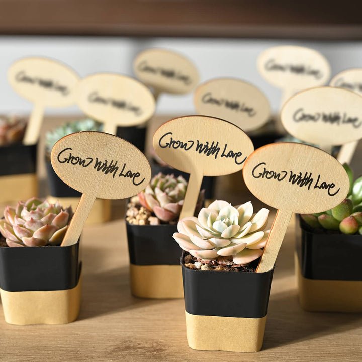 live-succulent-favors-diy-ideas