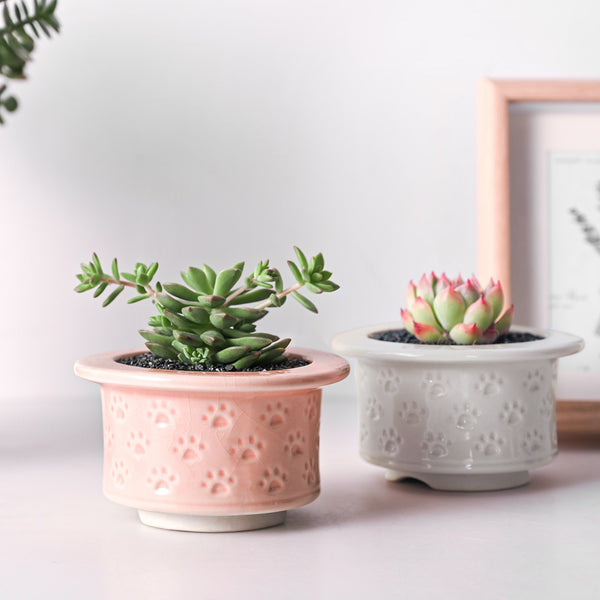 mini-walking-car-paw-planter-with-succulents-on-desktop