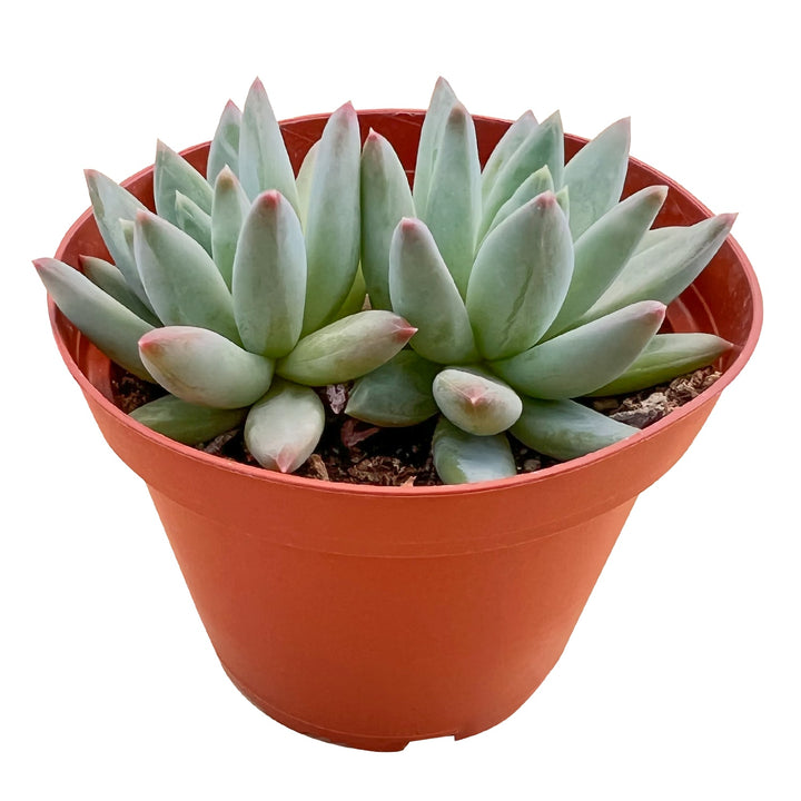 Pachyveria Glauca 'Little Jewel' (4 inch)