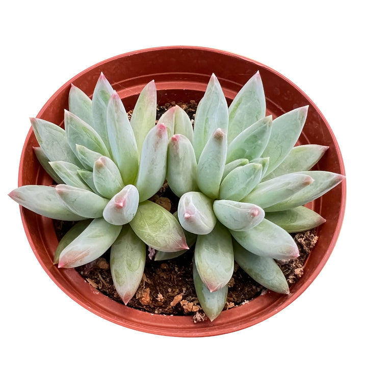 Pachyveria Glauca 'Little Jewel' (4 inch)