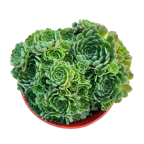 Rosularia Platyphylla (4 inch)