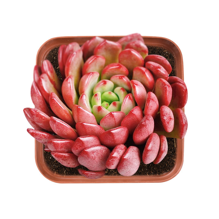 Sedeveria Pink Ruby