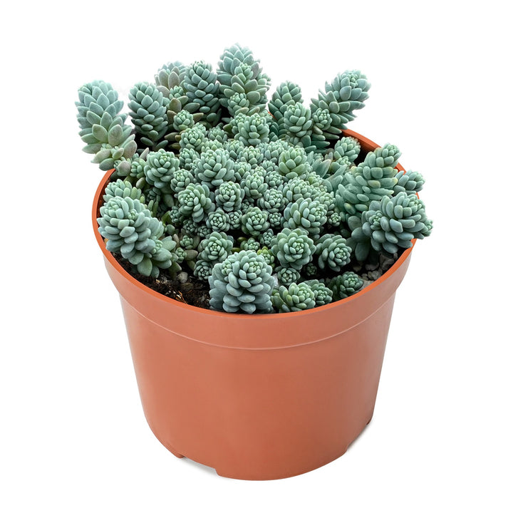 Sedum Dasyphyllum 'Major' (4 inch)