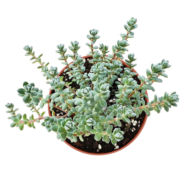 sedum-oaxacanum