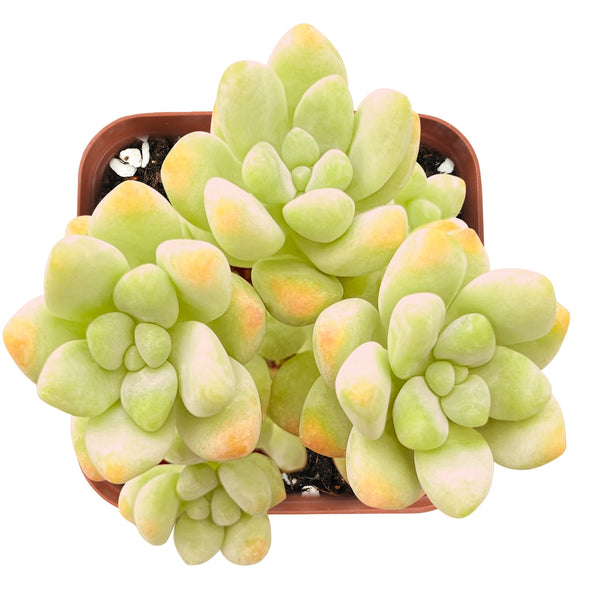    sedum-treleasei