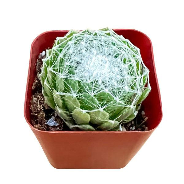 sempervivum-arachnoideum-for-sale