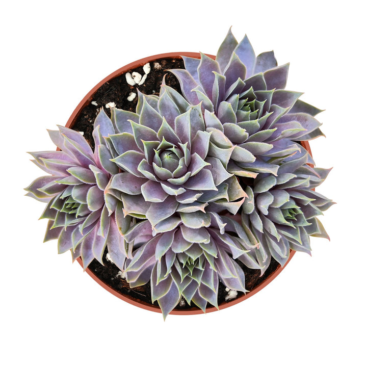 sempervivum-grey-lady