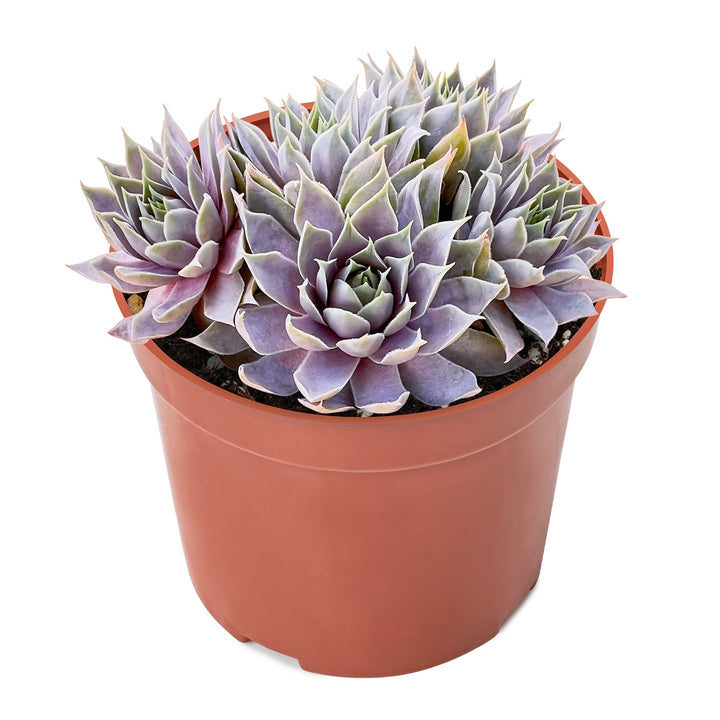 sempervivum-grey-lady