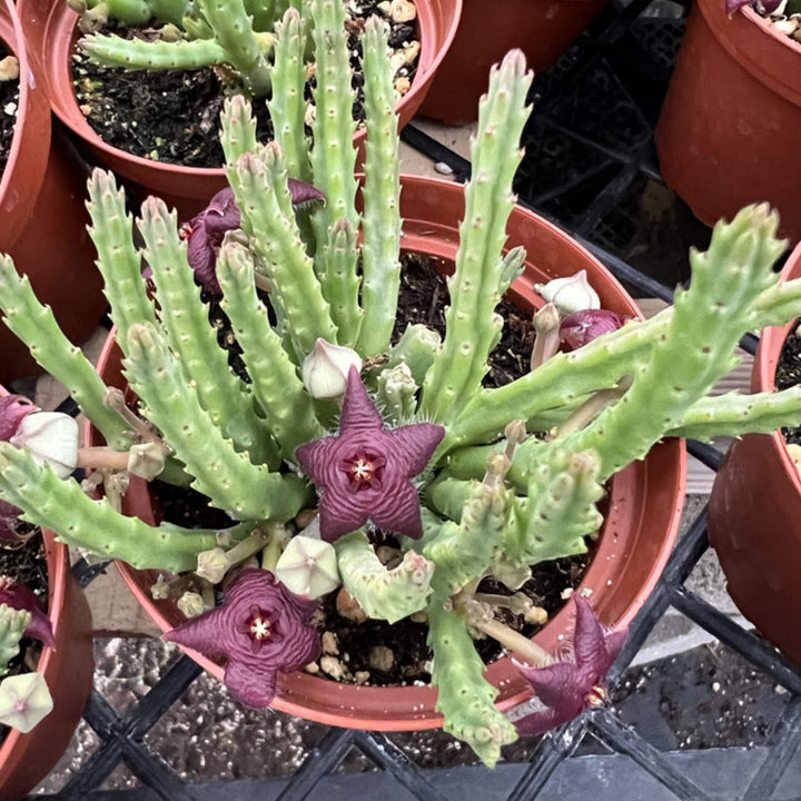 Stapelia Scitula