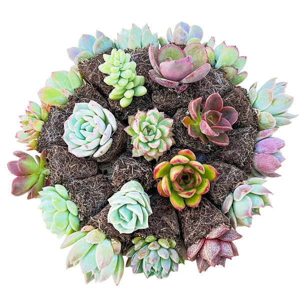 20 assorted succulent plugs