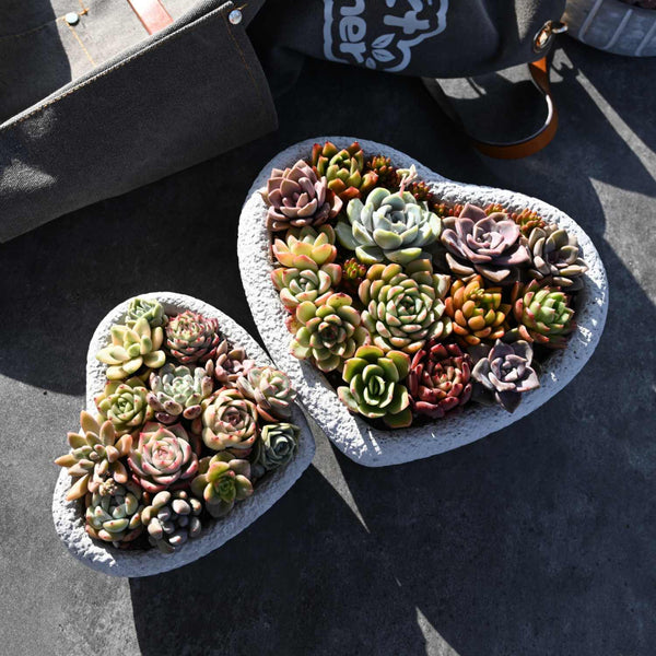 Heart Shaped Succulent Arrangement Table Decor