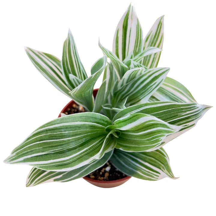 Tradescantia Ivory Hill /Tradescantia fluminensis 'Quicksilver' (4 inch)