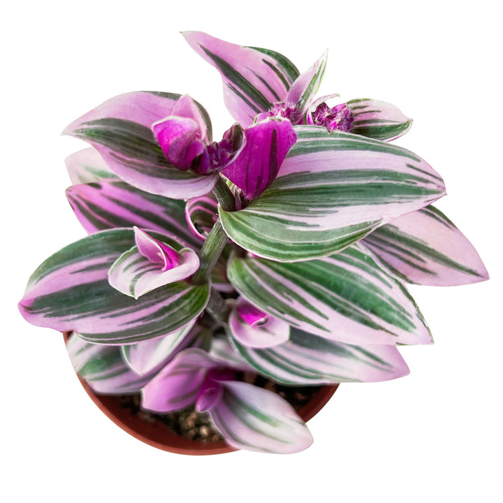 Tradescantia Nanouk (4 inch)