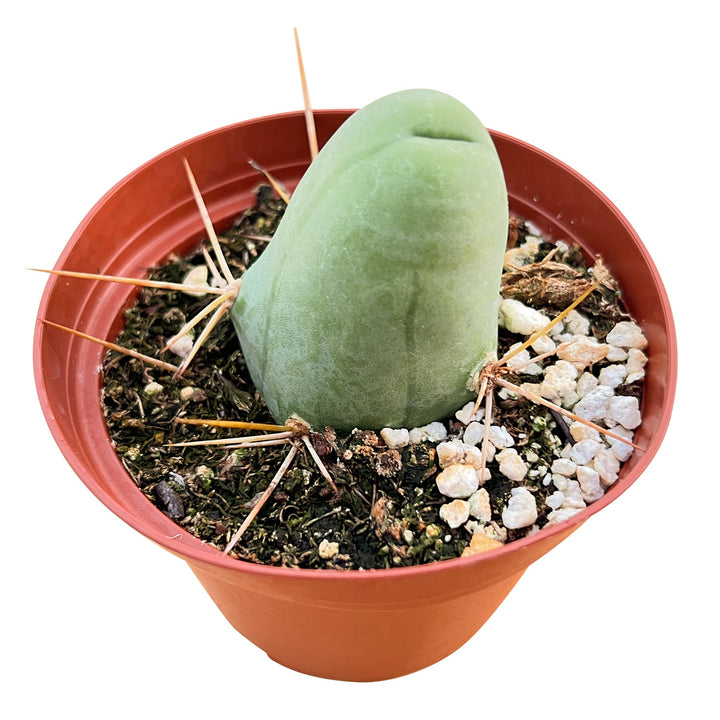 trichocereus-bridgesii-monstrose-penis-cactus