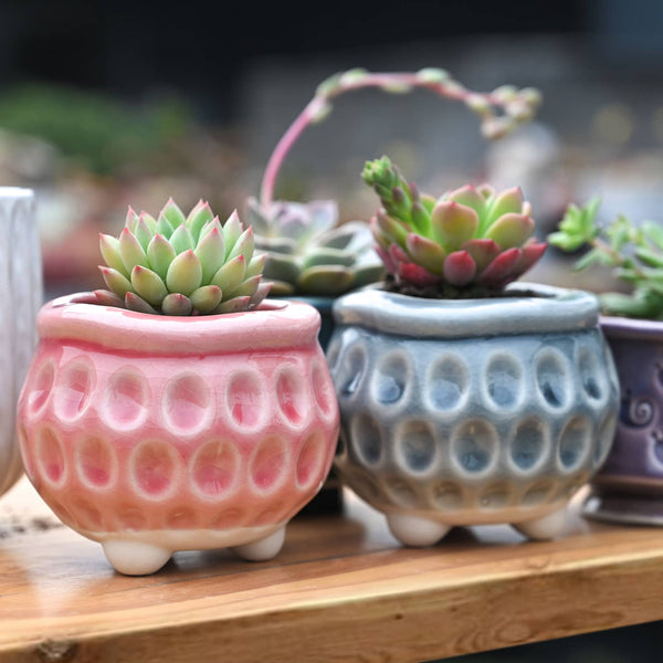 Pink Blue Succulent Pots with Bubble Sunkens