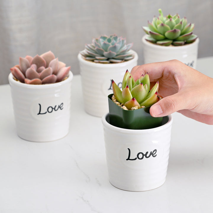 Love Mini Succulent Favors Ceramic