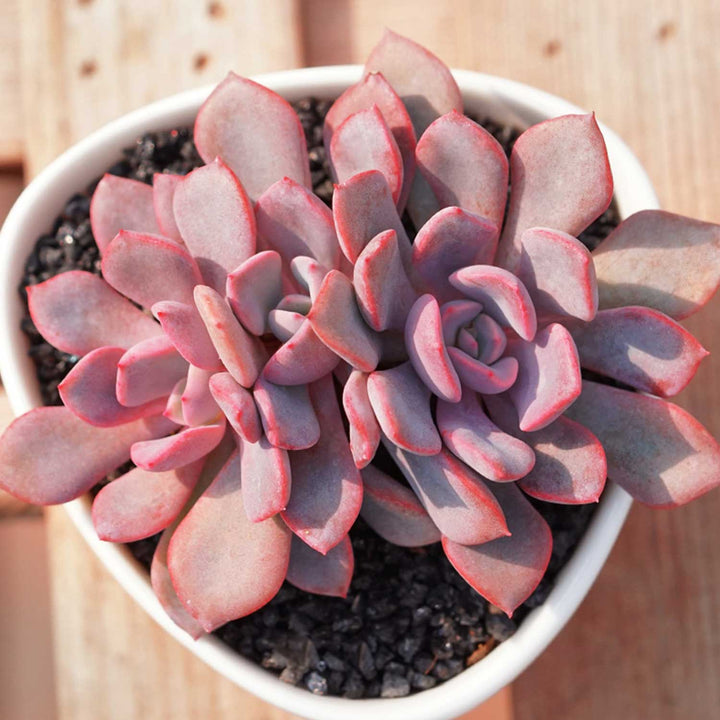 x Graptoveria 'Debbi'