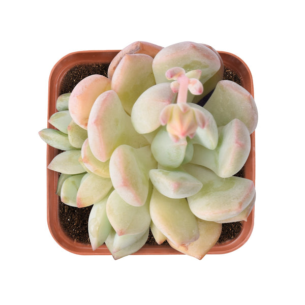 x-graptoveria--a-grim-one