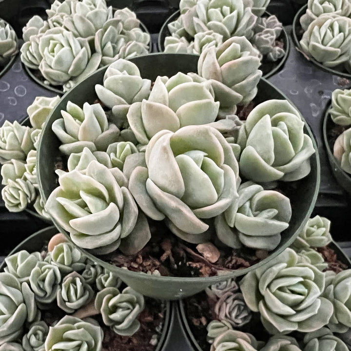 x Graptoveria 'Lovely Rose' (4 inch)