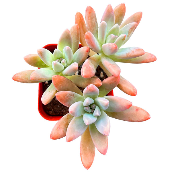 x Graptosedum 'Francesco Baldi'