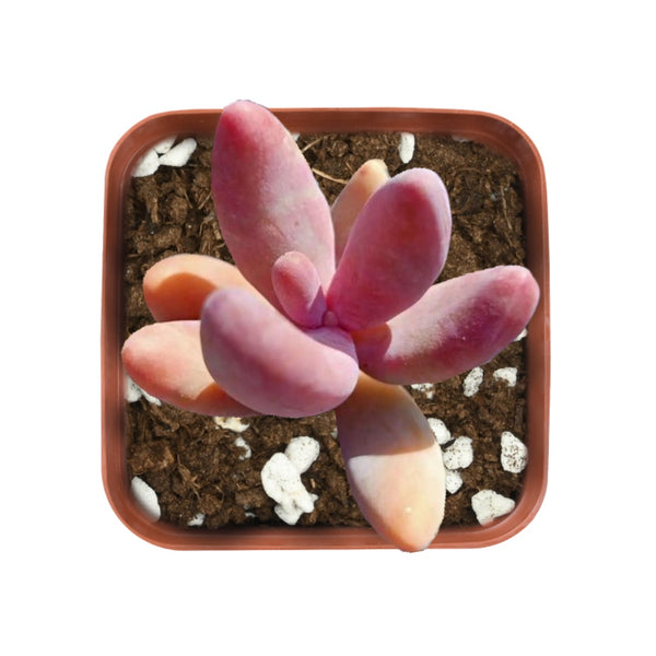 x Pachysedum 'Ganzhou'